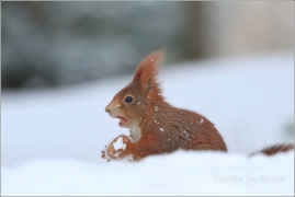 <p>VEVERKA OBECNÁ (Sciurus vulgaris) /Red squirrel - Eichhörnchen/</p>